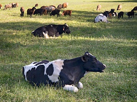 Корова голдштинской породы