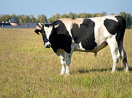Элитные породы коров - голдштинские